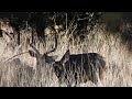 Enjoy Some Peaceful Relaxing Time With Mule Deer Buck At 7 Minute Mark Starts Nap Time Deer Muley