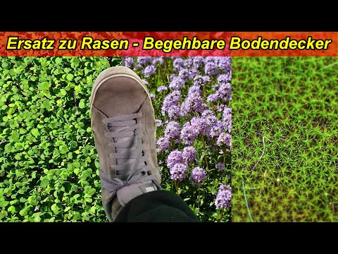 Alternative zu Rasen - Begehbare pflegeleichte Bodendecker / Trittfeste Bodenecker als Rasenersatz