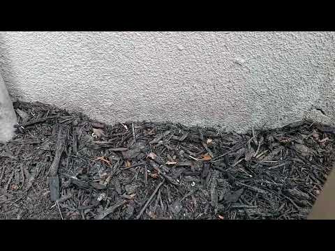 Homeowner Has Problem with Ants in Belford, NJ