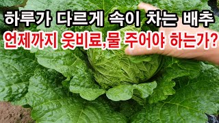 하루가 다르게 속이 차는 배추. 언제까지 엽면시비, 웃비료, 물, 주어야 하는가?(배추 재배, 배추 결구 시…
