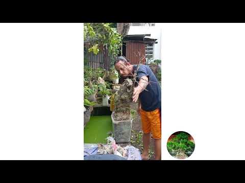 Rock Clasping Bonsai Project Update