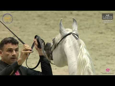 N 145 AJ KAFU   Dubai International Arabian Horse Championship 2023   Stallions 7   9 Years Old Clas