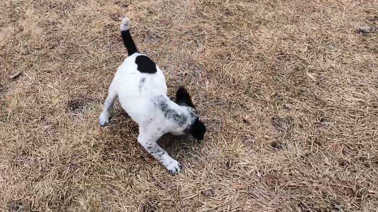 Enlarge Bradley, a ADOPTABLE mixed breed in Aurora, IL video 4/4