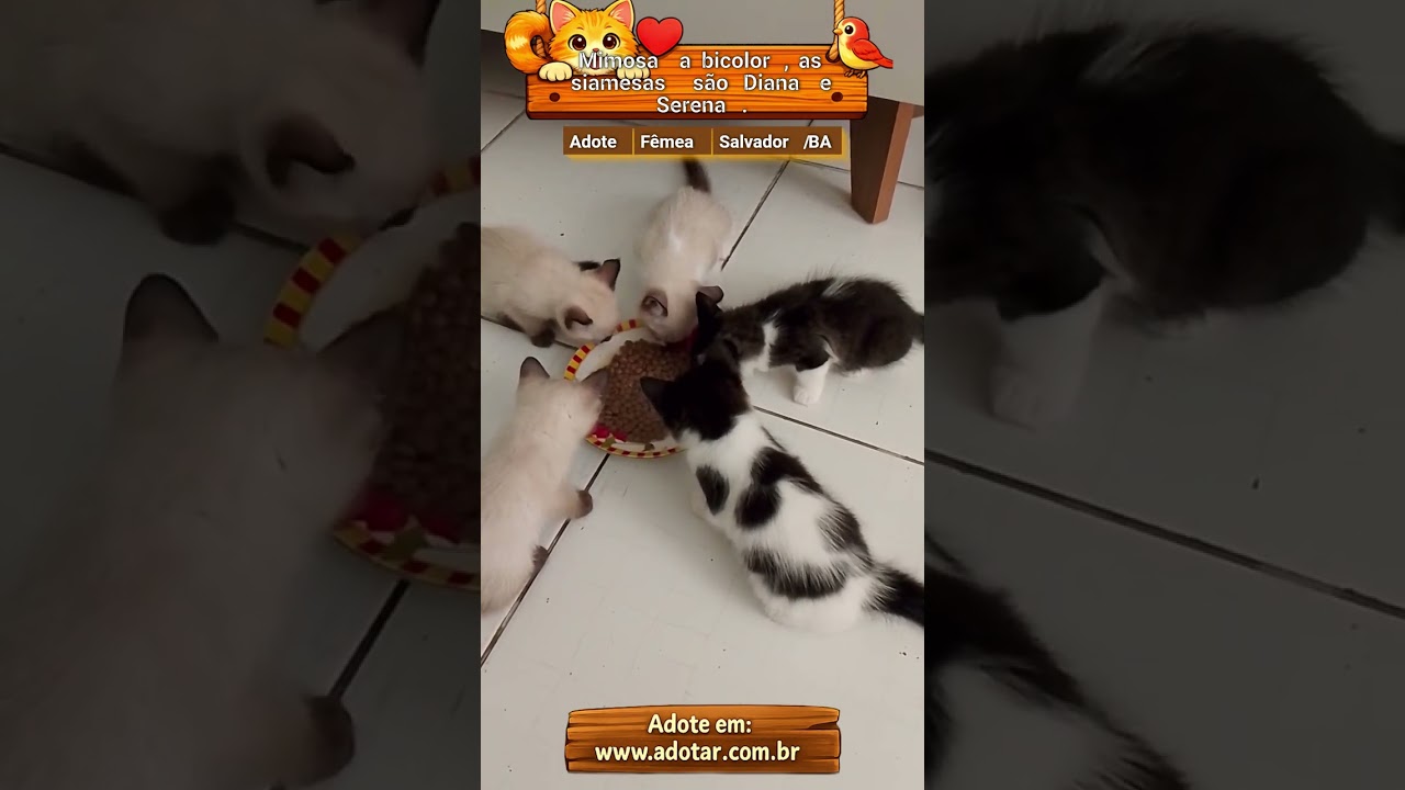 Gato raça SRD-ViraLata idade 2 a 6 meses nome Mimosa a bicolor, as siamesas são Diana e Serena.