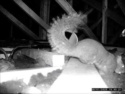 A18 Squirrel trap with ABM Pest Control