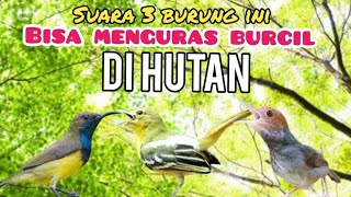 Download lagu Suara Pikat Burcil Kombinasi Sogon Ribut,Prenjak starter Dan Cipow Ribut mp3
