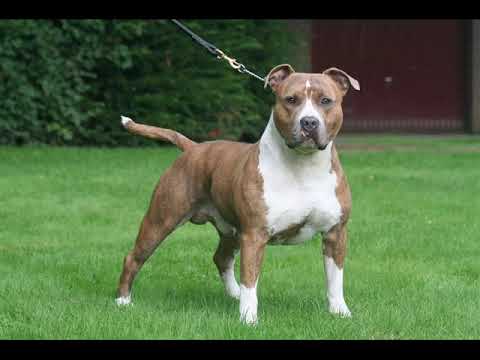 Mc speedy ft, LG   Help me