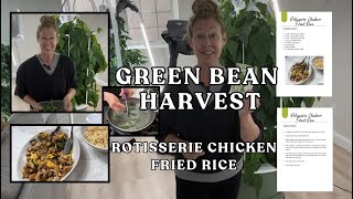 Harvesting Blue Lake Green Beans from the #towergarden + Easy Rotisserie Chicken Fried Rice #garden