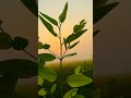 Beautiful Nature Video Download Nature Videos Free Download Full Hd 1080p Nature Video