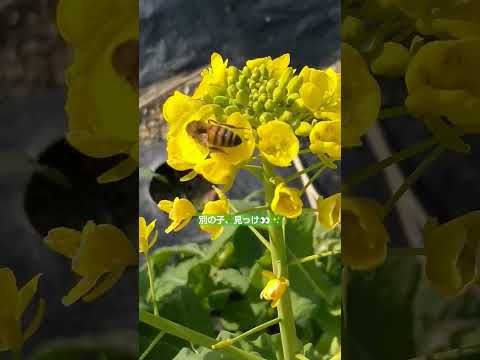 ルリヂサ 植物 花よけ 有害なトマト ニンジン 必須の菜園