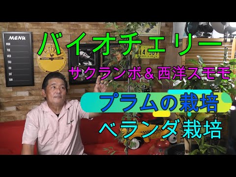 バードチェリー 植物