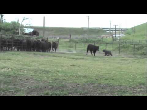 bouvier herding   cattle