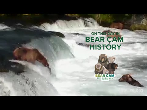 On This Day In Bear Cam History | First Bear Cam Highlight Ever Posted