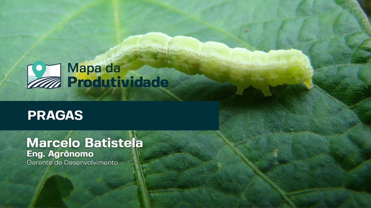 #5 Você sabe identificar as pragas na sua lavoura?