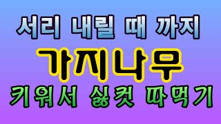 [텃밭농부.820]  가지나무 서리 내릴 때 까지 키워서 싫컷 따먹기!