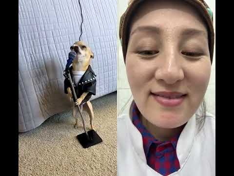 #funny #americe #duet #adorably #adoreble #chihuahua #mreviatar #pets #comedy #reaction #puppy