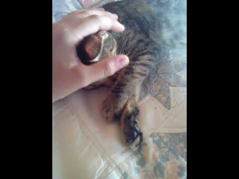 La gata mas contrdiciente