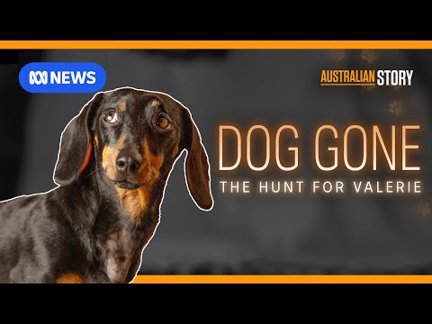 Sausage dog survives 529 days in island wilderness | Australian Story