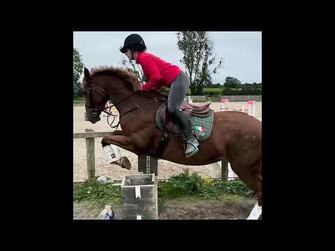 Lot 98 Goresbridge - 6yo Mare (Cougar X Chillout) - Image 2
