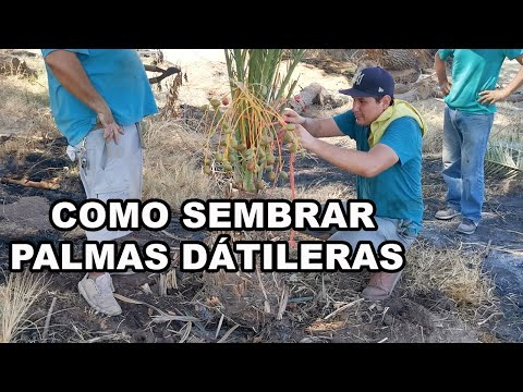 , title : 'Como Trasplantar Palmas De Dátil | Trabajando En El Rancho Parte 7'