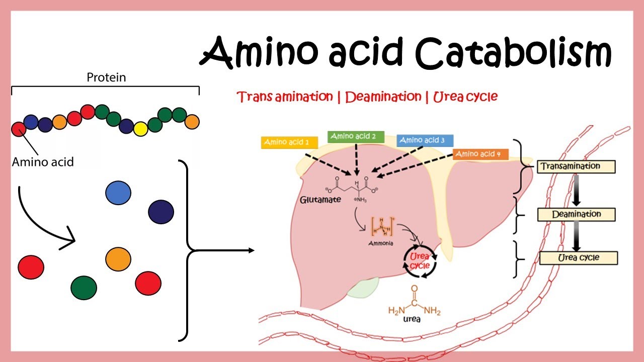 Amino acid catabolism (Transamination | Deamination | Urea cycle)