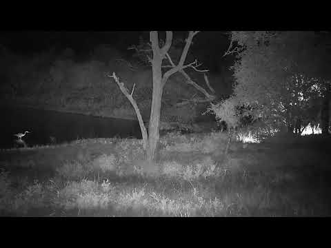 Djuma: Hippo gets active-then leaves the dam - 01:54 - 12/21/21