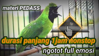 Cucak hijau gacor durasi 1jam nonstop