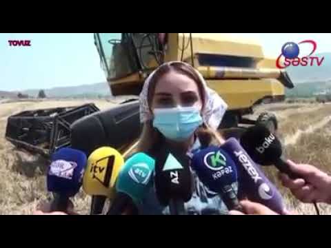 Tovuzda bu il taxıl sahələrindən yüksək məhsuldarlıq əldə edilib