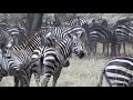 Zebra Braying