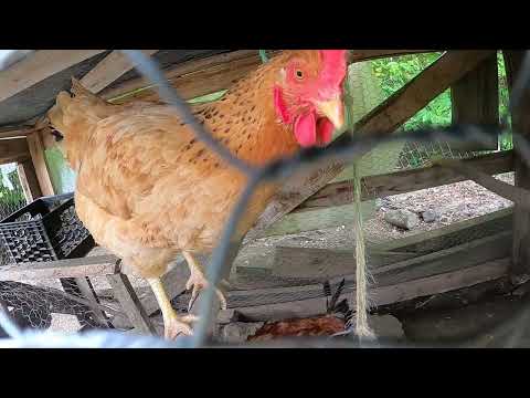 Feed Prices and Hard Choices - This Farm Has to be Sustainable.