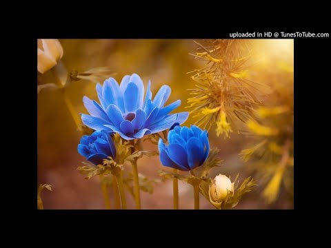 (FREE FOR PROFIT) acoustic guitar sample - 'flowers' /// free loop / sample!