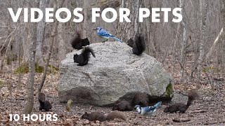 A Scurry of Squirrels on the Forest Rock - 10 Hour CAT TV for Cats to Watch 😺 - Apr 10, 2024