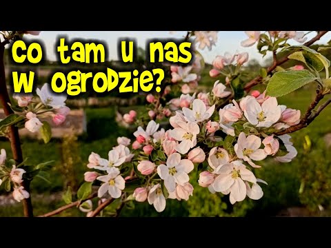 Co tam u nas w OGRODZIE? A co z siedliskiem?