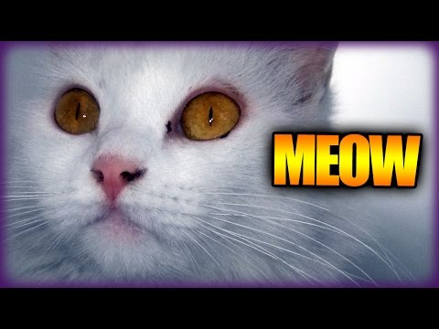 Meow