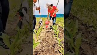 Download lagu Alat Pertanian Sederhana Dan Praktis Untuk Pembubunan Pada Jagung #petanijagung #alatpertanian mp3 Download lagu Alat Pertanian Sederhana Dan Praktis Untuk Pembubunan Pada Jagung #petanijagung #alatpertanian mp3