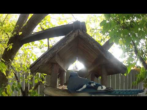 Yardbirds 2012 - blue jays in the backyard