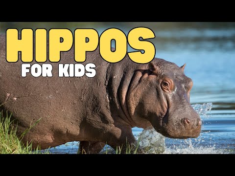 Hippos for Kids | Learn all about hippopotamuses