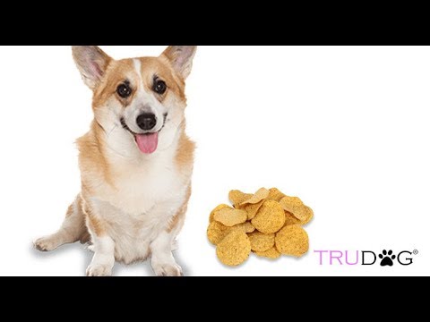 download lagu mp3 mp4 Are Corn Chips Good For Dogs, download lagu Are Corn Chips Good For Dogs gratis, unduh video klip Are Corn Chips Good For Dogs