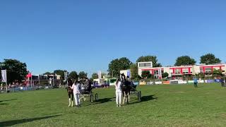 Dylano Nederlands Kampioen 2019 (1)