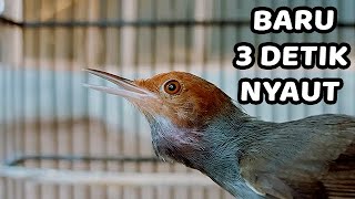 Download lagu TANPA IKLAN !!! PANCINGAN PRENJAK KEPALA MERAH BAHAN, MUDA BIAR CEPAT GACOR mp3