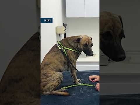 Hombre que golpeó a su perrito en Bolívar fue judicializado