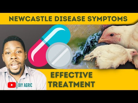 , title : 'Newcastle Disease Treatment | Signs and Symptoms of the Virus in Chickens'