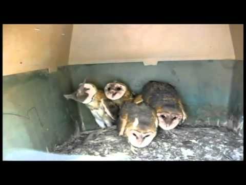 Dramatic owl techno remix with devil owl as star