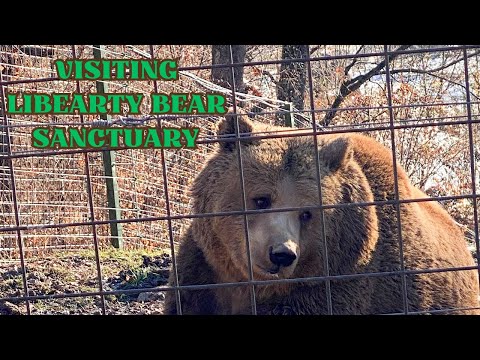 Best Day At The World's Largest Bear Sanctuary In Romania: A Must-Visit Spot! | Jack On The Map