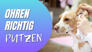 Ohrenpflege beim Hund – So reinigst du Hundeohren richtig! Tipps & Produkte