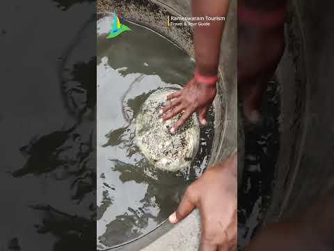 Rameswaram's Floating Stone Mystery | The Legend Behind the Miracle | Rameswaram Tourism Guide