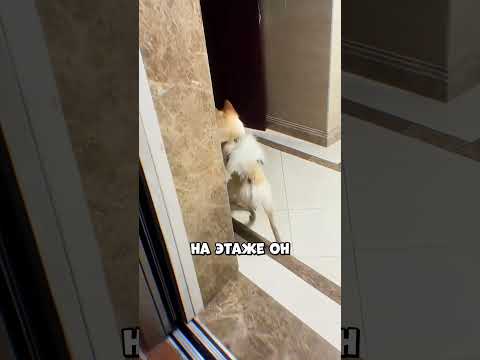 Собака Забыла, Где Её Дом! 😨
