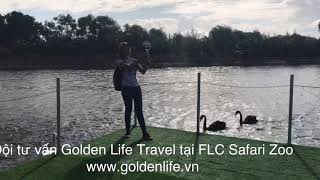 preview picture of video 'FLC Quy Nhơn Safari Zoo - Hồ Thiên Nga - Golden Life Travel'