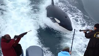 (killer whales) in Antarctica NOAA researchers tag