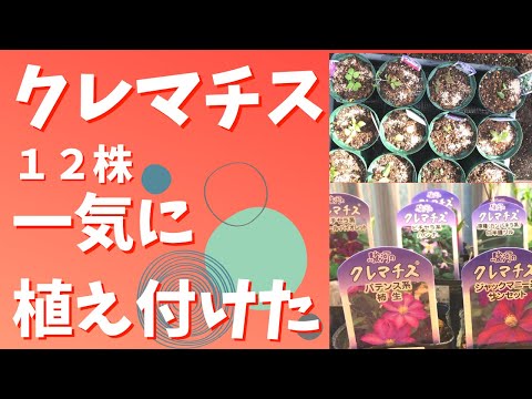 クレマチスの植え方は？おまけとして、適切にメンテナンスしてトリミングするためのヒントもお届けします。  庭園